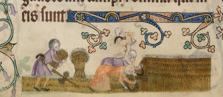 Harvesting with tunics. From the British Library digitised manuscripts collection.